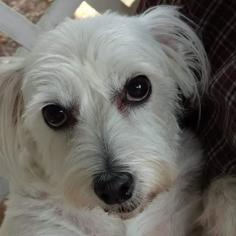 Jacairn Dogs for adoption in Ellijay, GA, USA