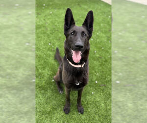 German Shepherd Dog-Unknown Mix Dogs for adoption in Imlay City, MI, USA