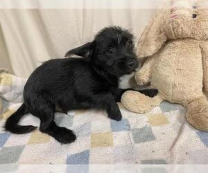 Chihuahua-Norfolk Terrier Mix Dogs for adoption in Modesto, CA, USA