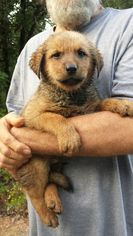 Golden Shepherd Dogs for adoption in Norman, OK, USA