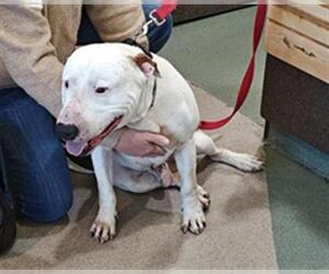 American Pit Bull Terrier-Bull Terrier Mix Dogs for adoption in Upland, CA, USA