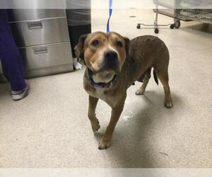 American Pit Bull Terrier Dogs for adoption in Riverside, CA, USA