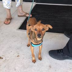 Italian Greyhuahua Dogs for adoption in Fort Lauderdale, FL, USA