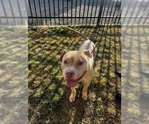 Staffordshire Bull Terrier Dogs for adoption in Ogden, UT, USA