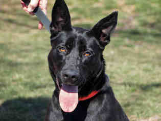 Shepradors Dogs for adoption in Maumee, OH, USA