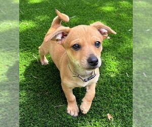 Chihuahua-Unknown Mix Dogs for adoption in Bellevue, WA, USA