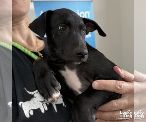 Labrador Retriever-Unknown Mix Dogs for adoption in Washington, DC, USA