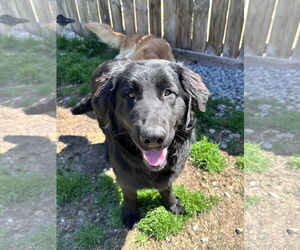 Labrador Retriever Dogs for adoption in Thomasville, NC, USA