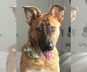 Mutt Dogs for adoption in Woodbury, NY, USA