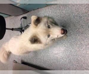 Samoyed Dogs for adoption in Long Beach, CA, USA