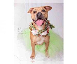 American Pit Bull Terrier Dogs for adoption in Salt Lake City, UT, USA