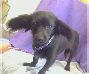 Chiweenie Dogs for adoption in Sacramento, CA, USA