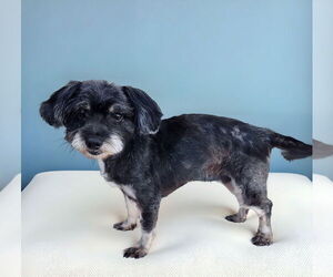 Maltese-Unknown Mix Dogs for adoption in Pasadena, CA, USA