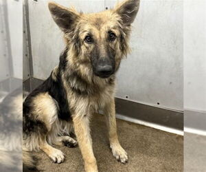 German Shepherd Dog-Unknown Mix Dogs for adoption in San Bernardino, CA, USA