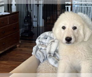 Great Pyrenees Dogs for adoption in Holly Springs, NC, USA