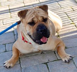 Chinese Shar-Pei-Unknown Mix Dogs for adoption in Grass Valley, CA, USA