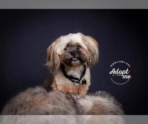 Mal-Shi Dogs for adoption in Salt Lake City, UT, USA