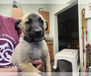 Great Pyrenees-Unknown Mix Dogs for adoption in Santa Cruz, CA, USA