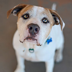 Medium Photo #1 American Staffordshire Terrier Puppy For Sale in Kanab, UT, USA