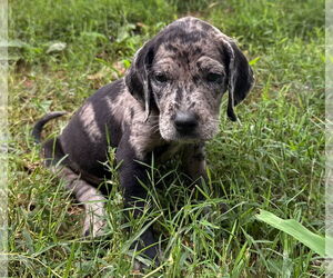 Great Dane-Redbone Coonhound Mix Dogs for adoption in Forest, VA, USA