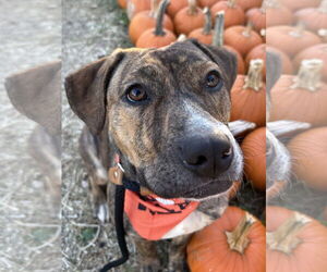 Staffordshire Bull Terrier-Unknown Mix Dogs for adoption in Holly Springs, NC, USA