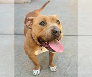 American Pit Bull Terrier Dogs for adoption in Sacramento, CA, USA