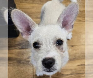 Mutt Dogs for adoption in Pleasanton, CA, USA
