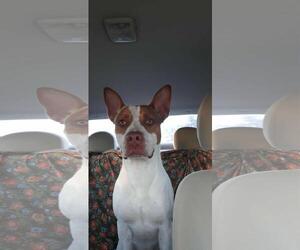 Mutt Dogs for adoption in DuQuoin, IL, USA