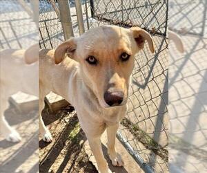 Medium Photo #1 Labrador Retriever-Unknown Mix Puppy For Sale in Tulsa, OK, USA