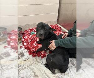 American Pit Bull Terrier Dogs for adoption in Saginaw, MI, USA