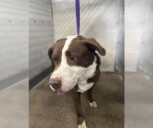 Mutt Dogs for adoption in San Bernardino, CA, USA