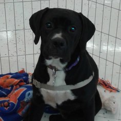 Boxador Dogs for adoption in Commerce, GA, USA