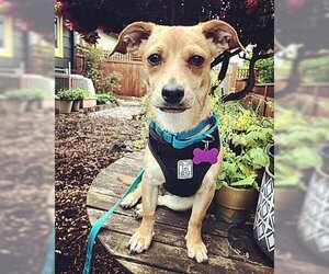 Chiweenie Dogs for adoption in Portland, OR, USA