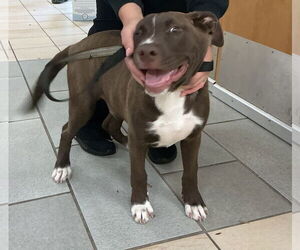 Staffordshire Bull Terrier-Unknown Mix Dogs for adoption in Virginia Beach, VA, USA