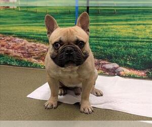 French Bulldog-Unknown Mix Dogs for adoption in Moreno Valley, CA, USA