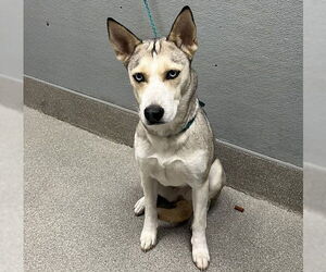 Siberian Husky-Unknown Mix Dogs for adoption in Las Vegas, NV, USA