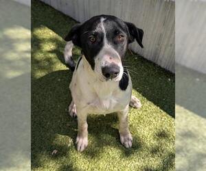 Border Collie-Unknown Mix Dogs for adoption in San Martin, CA, USA