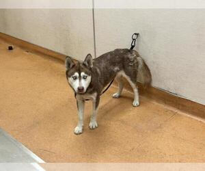 Siberian Husky Dogs for adoption in Martinez, CA, USA