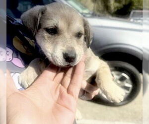 German Shepherd Dog Dogs for adoption in Houston, TX, USA