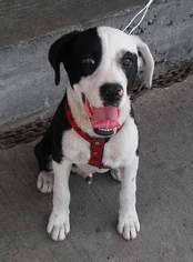 Medium Photo #1 Borador Puppy For Sale in Porter Ranch, CA, USA