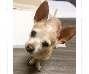 Chihuahua-Unknown Mix Dogs for adoption in Austin, TX, USA