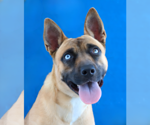 German Shepherd Dog-Unknown Mix Dogs for adoption in Pasadena, CA, USA
