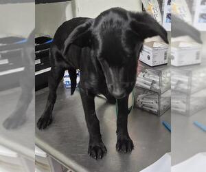 German Shepherd Dog Dogs for adoption in Bakersfield, CA, USA