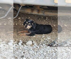 Cocker Spaniel-Unknown Mix Dogs for adoption in San Antonio, TX, USA