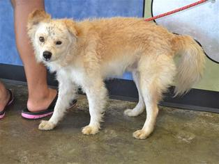 Pomimo Dogs for adoption in Rockwall, TX, USA