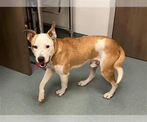 American Pit Bull Terrier-Basenji Mix Dogs for adoption in Baytown, TX, USA