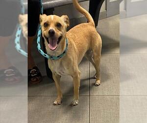 Chihuahua Dogs for adoption in Rancho Cucamonga, CA, USA