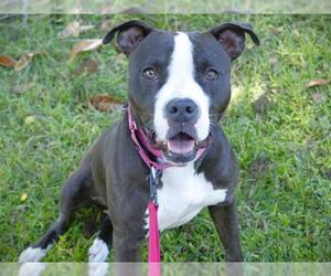 American Staffordshire Terrier-Unknown Mix Dogs for adoption in Tallahassee, FL, USA