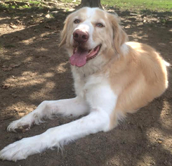 Golden Pyrenees Dogs for adoption in Asheville, NC, USA