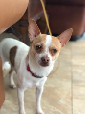 Medium Photo #1 Rat-Cha Puppy For Sale in Royal Palm Beach, FL, USA